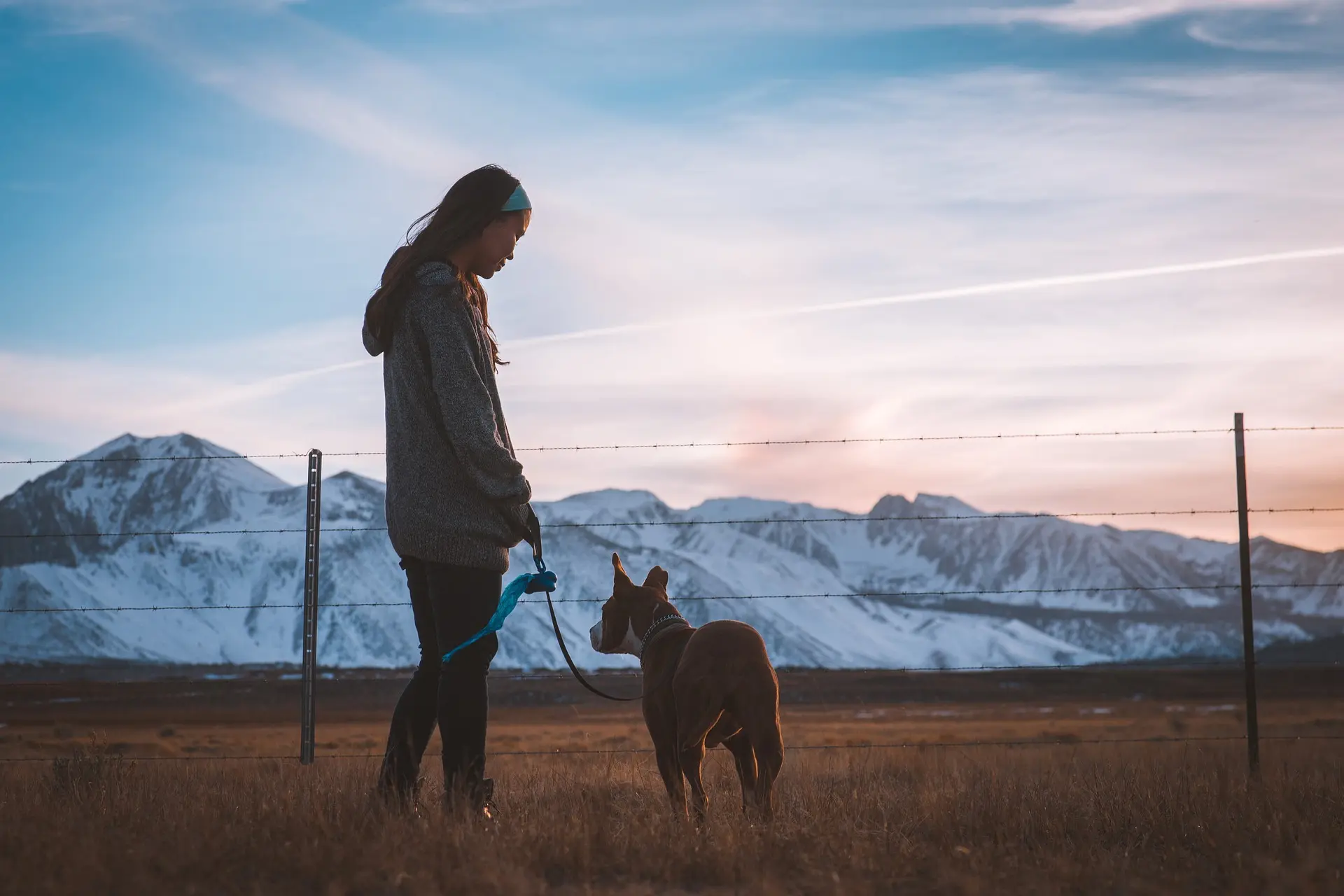 Dog on a Leash